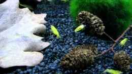 Video Gelbe Krabbler auf Nahrungssuche von ehemaliger User (mHXaBAmFNS0)