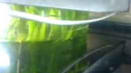 Video Garnelenbecken mit Säule von Keini (mLtPgX5Sj4U)