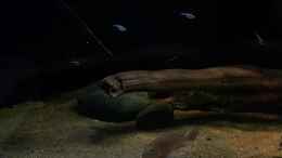 Video South American biotop von ehemaliger User (mTFzzCM9y5k)