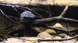 Video Westafrika Aquarium von Didi (mUkuWqTfEV4)