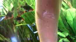 Video Moosbarben von Biffty (mVyjxX-7uis)