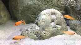 Video Der Einzug von Malawihude (mdhVIXjy9Vk)