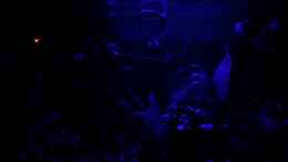 Video Vollmond in Papua Neuguinea von herkla (mzdWSM0Grlk)