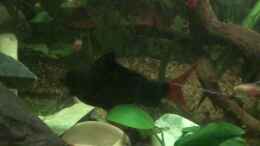 Video Fütterung 240L Strömungsbecken von Reneè Thissen (n3SZ0NA-Q9Q)