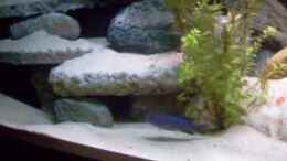 Video Mbuna-projekt ATLANTIS von LaEy (n5sB0iR4CAo)