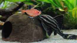 Video Panaque sp. L191 von Woidma (n9eFWwJv0hs)