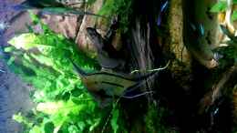 Video Ancistrus von Ottche (nP1TfNmvHOA)