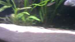 Video Becken Overview von wolf87 (nT8VEwgJvMM)