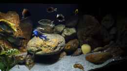 Video Aquarium am 16.03.2017 von andreas32 (nb7IQF6g3-w)