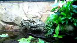 Video Guppybach 5 von schnitzler (npwkgUZ91K0)