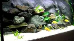 Video Andy`s Malawis von African  Guy (nqtvZLwbvo4)