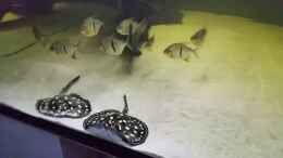 Video Leopoldi BD/Henlei     von Bernd N. (nwHmDHMQTAA)