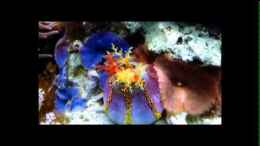 Video Seegurke von Holger Höhn (o9K0uoyvHGw)