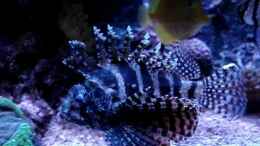 Video Feuerfisch von Sveni (oAvEfeJUrFo)