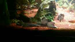 Video Balzkampf um das Weibchen von Mano (oIQAop9pQ74)