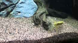 Video Atyopsis moluccensis von ehemaliger User (oPMoHGu8uTg)