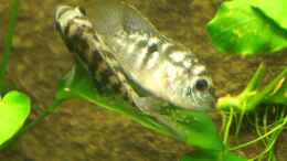 Video Barsche laichen von Heiko Bertsch (oYKYAMTaPOU)