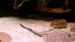 Video My Scobinamales von Silvio Schade (okSg_VP-PIM)