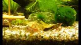 Video Red Cherry von Kim (omILlDtlAuA)