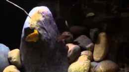 Video  von ehemaliger User (onztK2IBIOA)