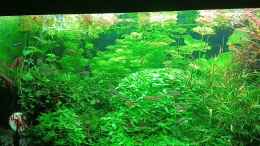 Video Mein neuer Besatz  von odin 68 (ooGgyvg5Jc8)