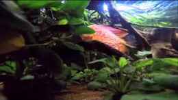 Video Amazonas von ehemaliger User (ooR87kJPO4M)