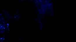 Video Nachts von gomtuu (opBpmEwCSQc)