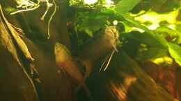 Video Makropoden Paarung  von Aqua fan (oq62CipVMAo)