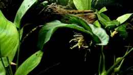 Video in the Borneounderwater-Forest von Falk (oq8XmkqC7d8)