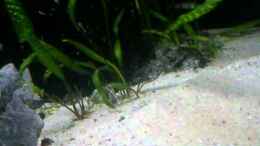 Video Cyatopharynx von wolf87 (ort3EqXem-8)