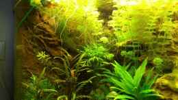 Video Makropoden und vieles mehr??? von Chita (p-ECcukzp8k)