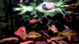 Video Malawi-Räuber von Manni (p-On74NK09w)