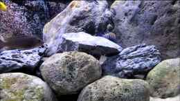 Video Malawi Becken von Hörnchen (p-idgfwtxjA)