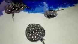 Video Bds Becken  von Leopold68 (p5xiy1N2NpE)