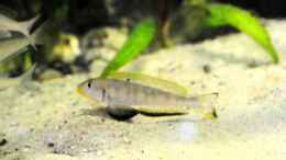 Video Enantiopus spec. kilesa von wolf87 (pA7XOvPgp2E)