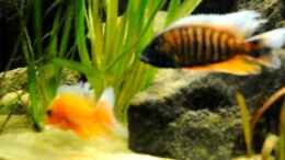 Video Malawi 2 von Florian Bandhauer (pFNxNme2aEs)