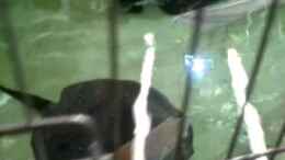 Video Rochenbecken 18 000 von Leopold68 (pGjmpMZteMQ)