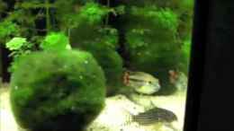 Video Mein Aquarium von ehemaliger User (pHAiGgDr8dU)