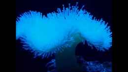 Video Sarcophyton von .uschi (pHjik_rUzrQ)