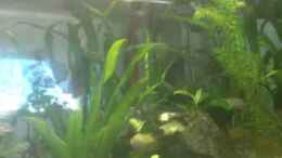 Video Asienbecken von m.k.b.1983 (pK8bgfjbZ1w)