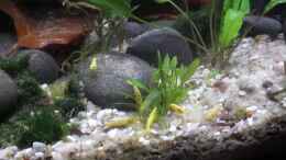 Video Neocaridina davidi von okefenokee (pNV86w7jLbE)