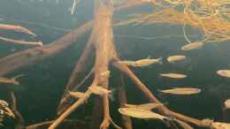 Video Iguanodectes Geislerie Red Stripe von Lowrey1983 (pPcQcZVJAU4)