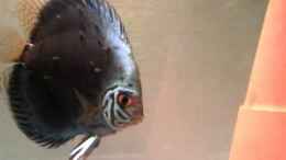 Video Diskus 4 von Eberhard Brammer (pSvmCyWSB-0)