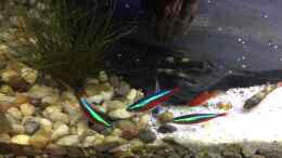 Video Fisch Fütterung von .Andreas. (pT9oPqAR-d8)