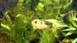 Video Mikrogeophagus ramirezi von ehemaliger User (pXhh_w34wRw)