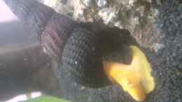 Video Nano Cube von Nero (pa3W4Q2FWfE)