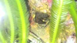 Video Meerwasser von Peter Tippmar (pd6nqM21Hq8)