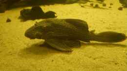 Video L190 von kellerkind (pd8WAeza76Q)