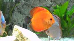 Video Diskusbecken von ehemaliger User (pda-zHj_xqw)