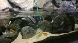 Video Mbuna Bay von Nina Hutter (poM5mk_z5Qk)